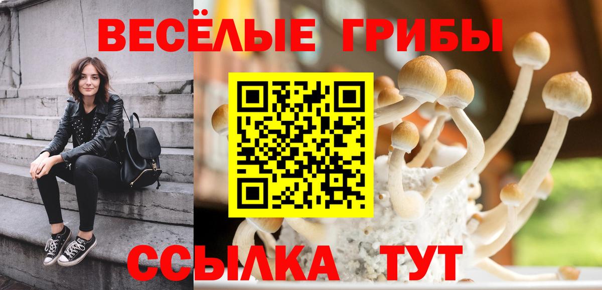 Псилоцибиновые грибы Psilocybine cubensis  Вход с VPN  Камень-на-Оби 